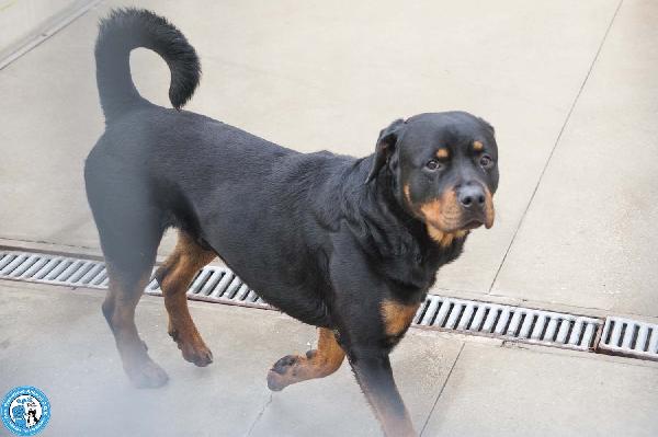 Ares, forza e fedeltà in cerca di una guida vera Foto 5